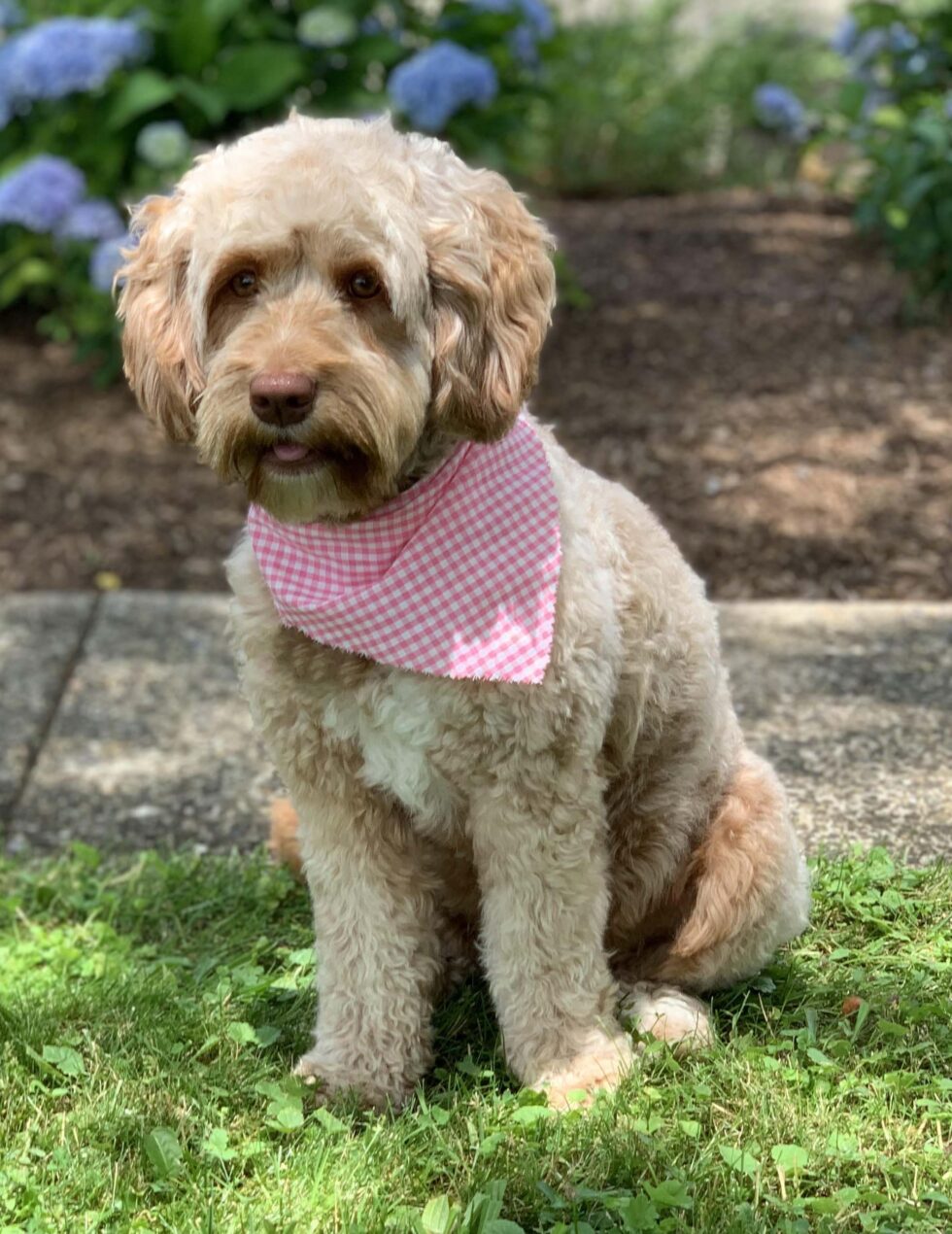 Labradoodle Breeder PA | Spring Valley Australian Labradoodles