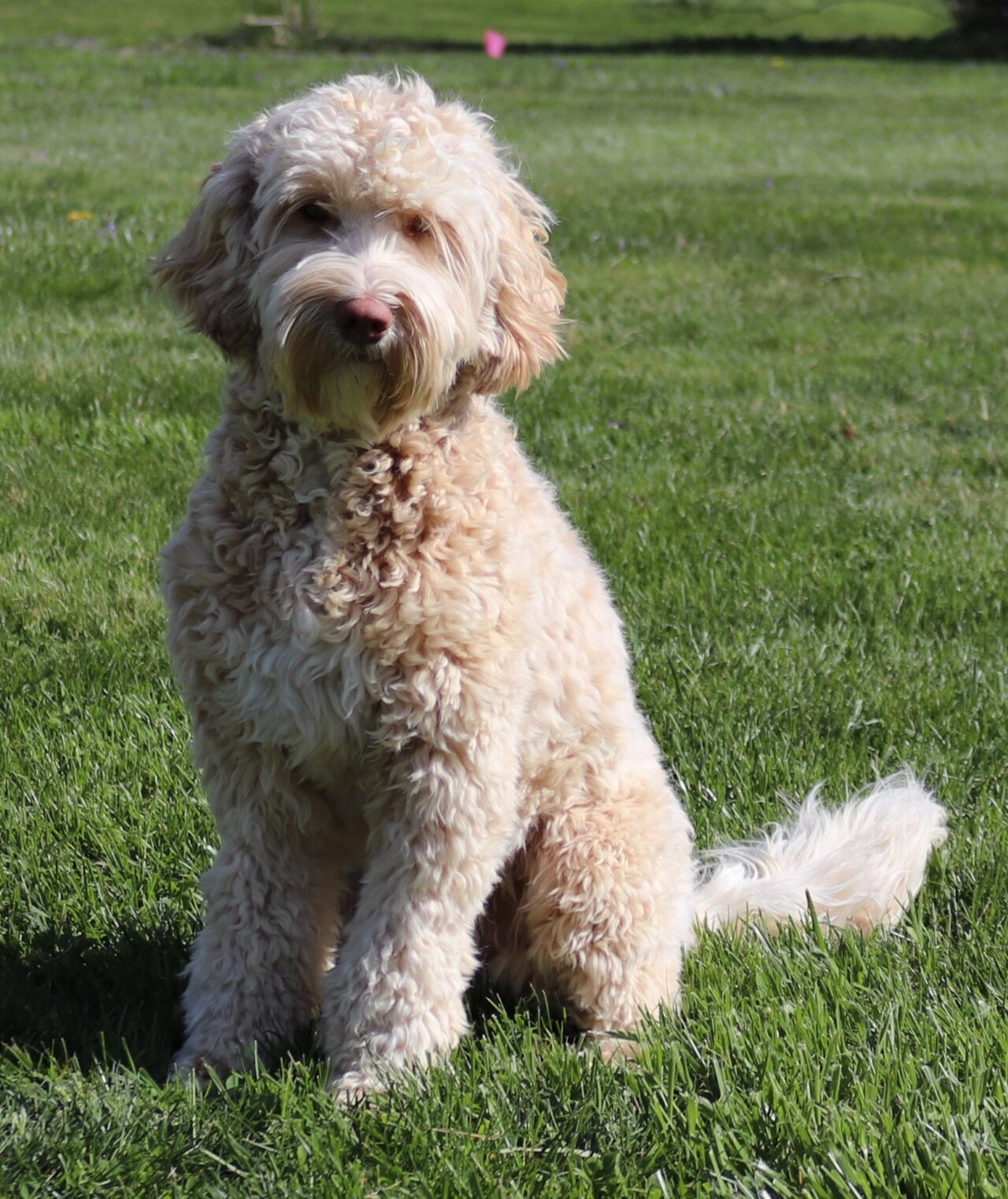Labradoodle Breeder PA | Spring Valley Australian Labradoodles