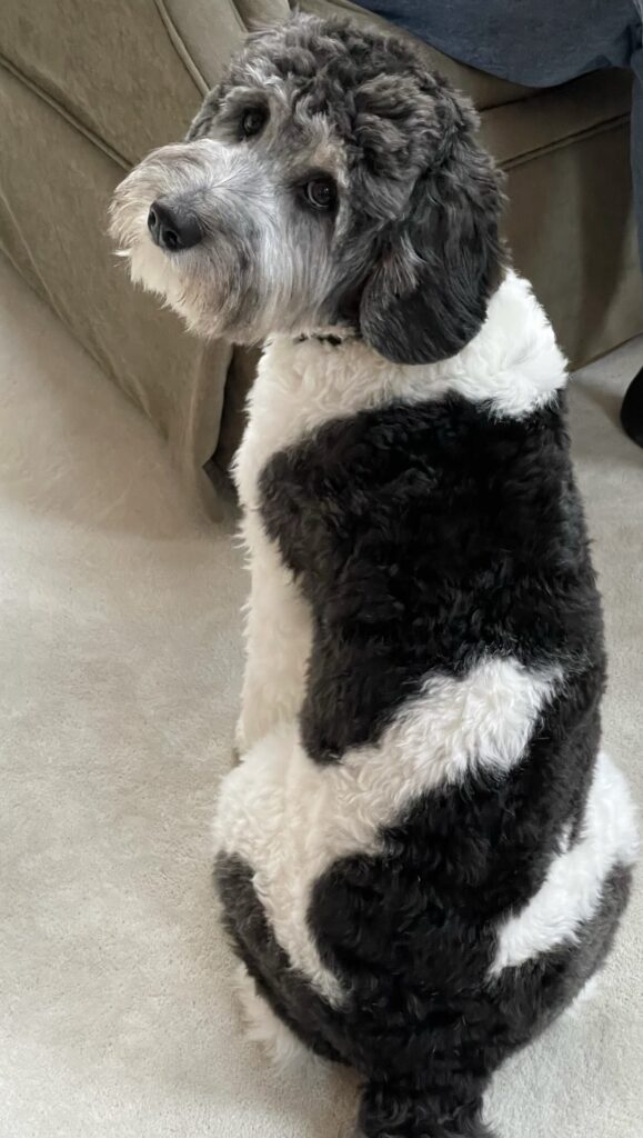Labradoodle Breeder PA | Spring Valley Australian Labradoodles