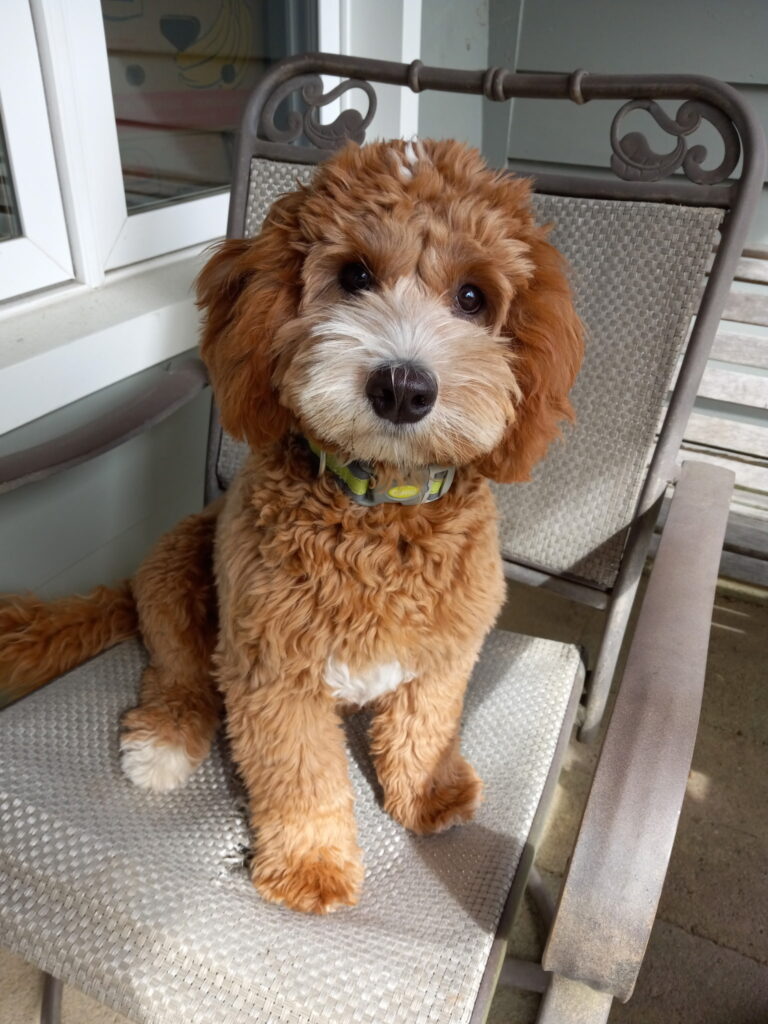 Kindergarten Australian Labradoodle puppy | Spring Valley Australian Labradoodles