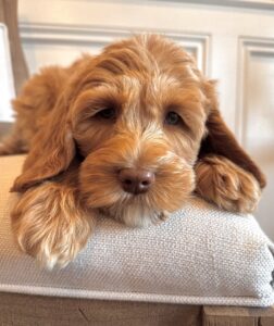 Australian Labradoodle in a guardian home | Spring Valley Australian Labradoodles