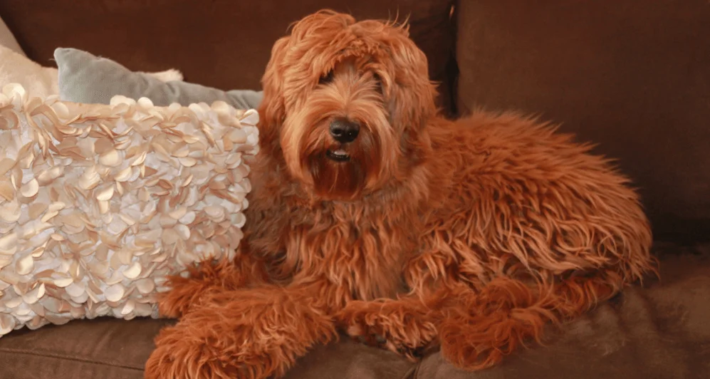 Red Australian Labradoodle relaxing on a sofa | Spring Valley Australian Labradoodles