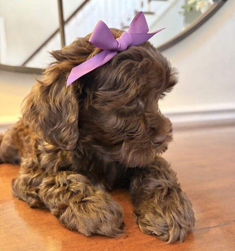 Chocolate Australian Labradoodle puppy | Spring Valley Australian Labradoodles