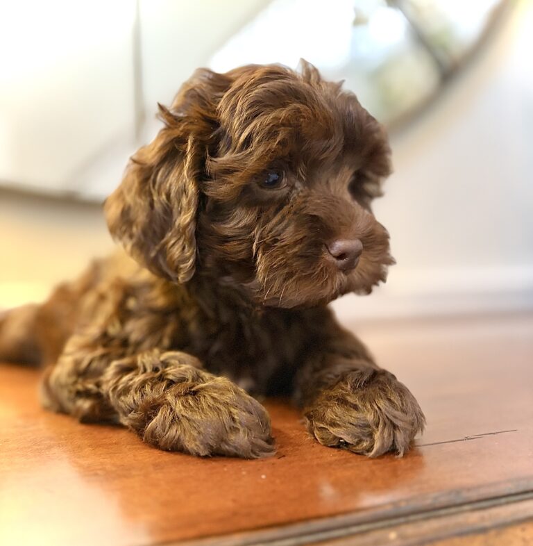 Chocolate Australian Labradoodle puppy | Spring Valley Australian Labradoodles