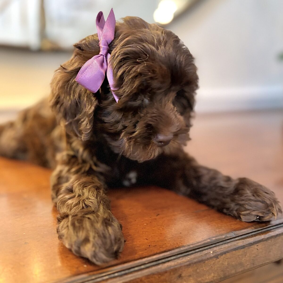 IMG_0398 Australian Labradoodle puppy available now | Spring Valley Australian Labradoodles