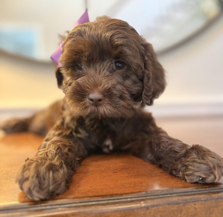 Chocolate Australian Labradoodle puppy with a bow | Spring Valley Australian Labradoodles