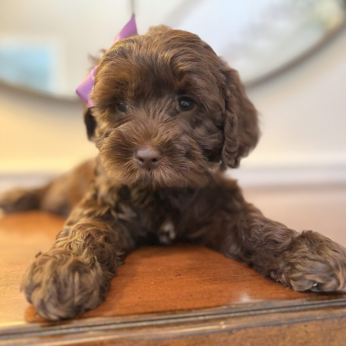 IMG_0411 Australian Labradoodle puppy available now | Spring Valley Australian Labradoodles