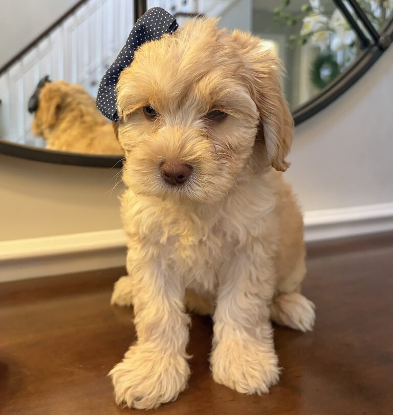 Australian Labradoodle puppy sitting | Spring Valley Australian Labradoodles