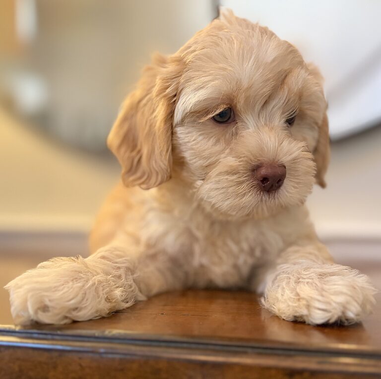 Cream Australian Labradoodle puppy | Spring Valley Australian Labradoodles