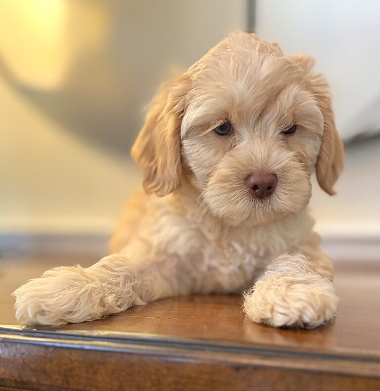 Australian Labradoodle puppy | Spring Valley Australian Labradoodles