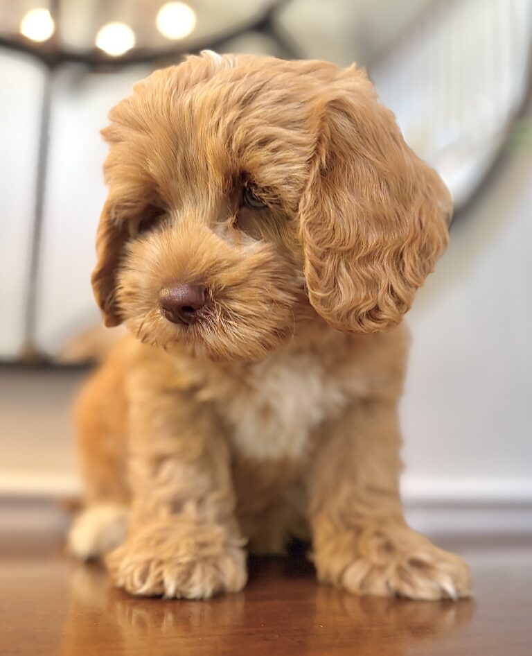 Caramel Australian Labradoodle puppy | Spring Valley Australian Labradoodles