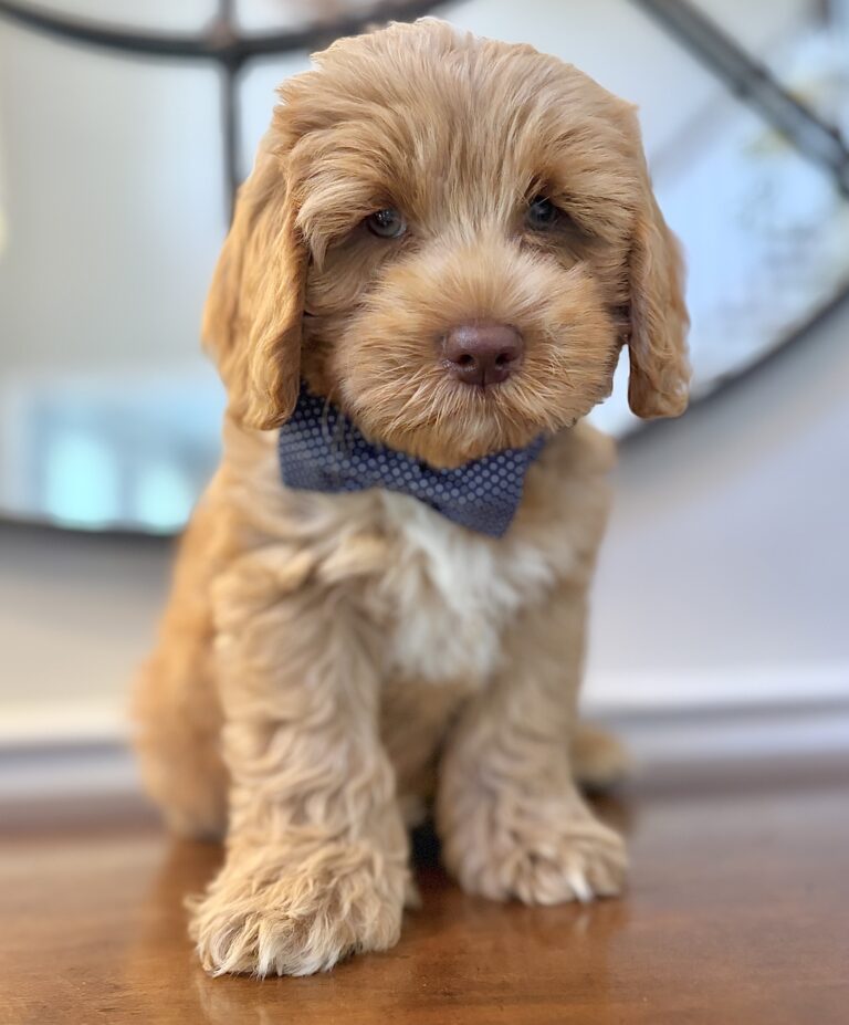Caramel Australian Labradoodle puppy | Spring Valley Australian Labradoodles