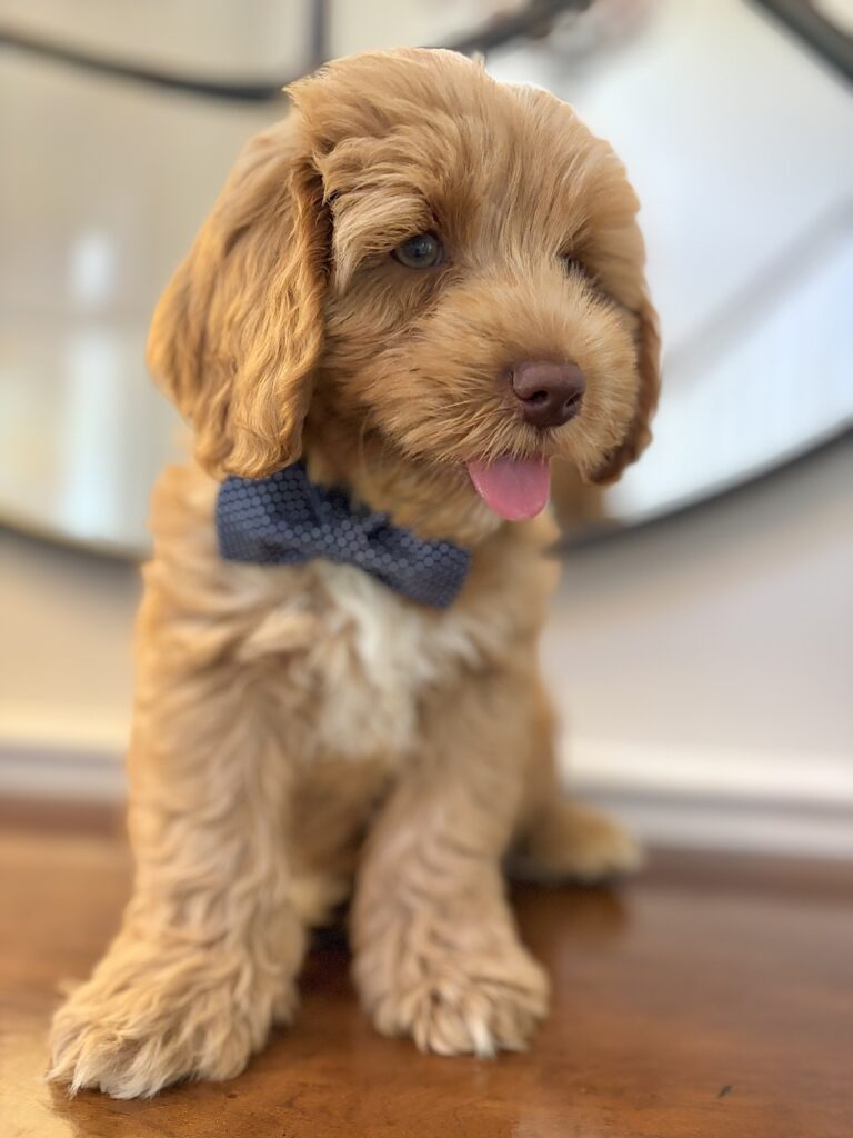 Caramel Australian Labradoodle puppy | Spring Valley Australian Labradoodles