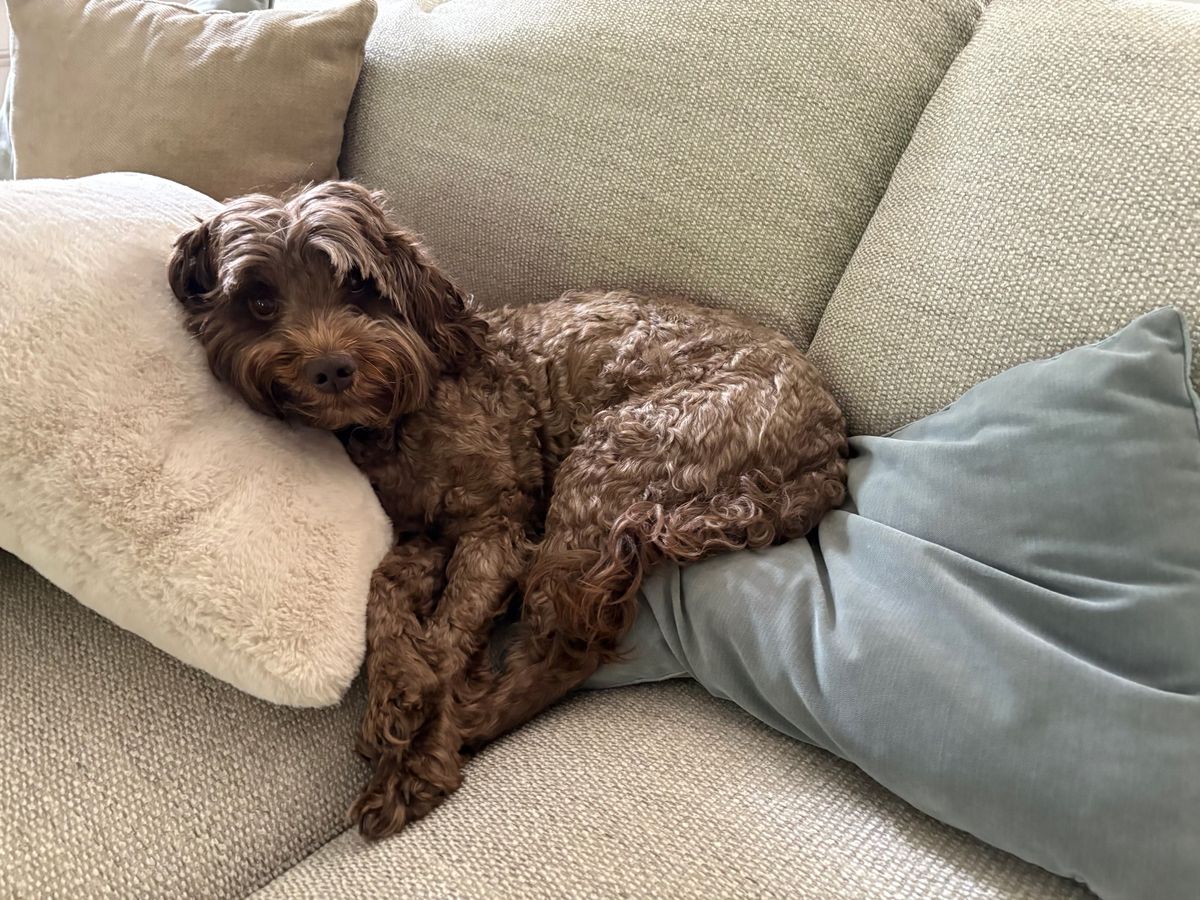 Cherry curled up on the couch at home | Spring Valley Australian Labradoodles