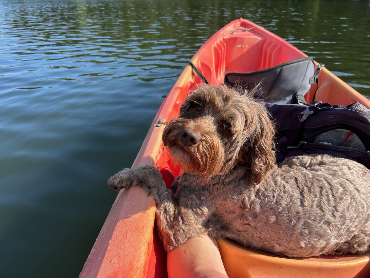 Cherry riding along in a kayak | Spring Valley Australian Labradoodles