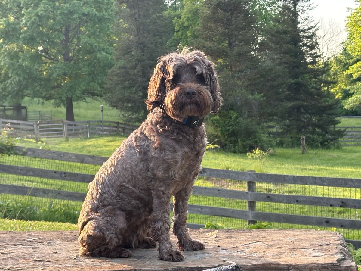 Cherry, a chocolate mini Australian Labradoodle, on the farm | Spring Valley Australian Labradoodles
